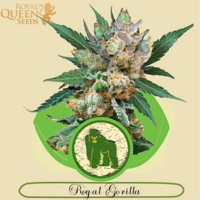 Royal Gorilla Automatic