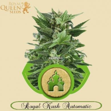 Royal Kush Automatic