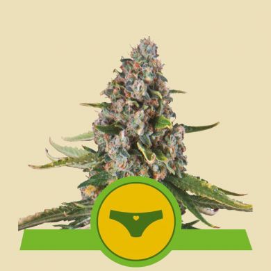 Sherbet Queen Autoflowering
