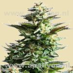 Amnesia Haze
