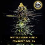 Bitter Cherry Punch gefeminiseerde wietpollen bij Apollyon. Feminized cannabis pollen 