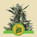Blue Cheese Automatic