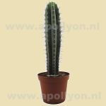 Cactus San Pedro 35cm