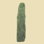 Cactus San Pedro Monstrosus Cutting