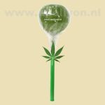 Cannabis Wiet Lolly