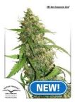 CBD Auto Compassion Lime