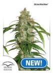 CBD Auto White Widow