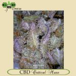 CBD Critical Mass