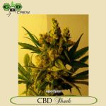 CBD Shark
