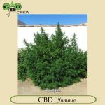 CBD Yummy