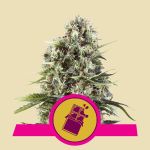 Chocolate Haze