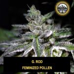 G. Rod Wietpollen