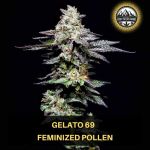 Gelato 69 Wietpollen
