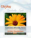 Goudsbloem Zaden