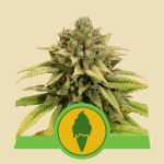 Green Gelato Automatic