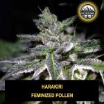Harakiri Wietpollen