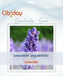 Lavendel Zaden