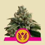 Legendary OG Punch