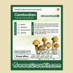 Paddo Kweekset Cambodian, All In One