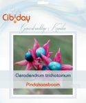 Pindakaasboom Zaden