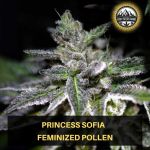 Princess Sofia Wietpollen