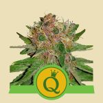 Purple Queen Automatic