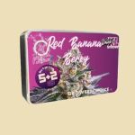 Red Banana Berry (Autoflower)
