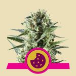 Royal Cookies