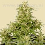 Royal Critical Automatic