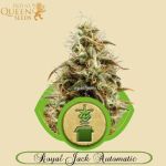 Royal Jack Automatic