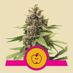 RQS Apple Fritter