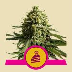 RQS Wedding Cake