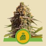 RQS Wedding Cake Autoflowering