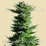 Shining Silver Haze