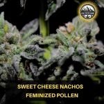 Sweet Cheese Nachos Wietpollen