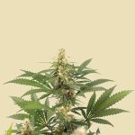 Tropicana Weddingcake (Autoflower)