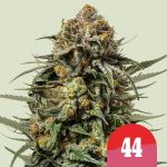 Tyson 2.0 Seeds - Gelato 44 - 5 Seeds