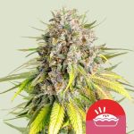 Tyson 2.0 Seeds - Punch Pie - 5 Seeds