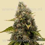 White Widow