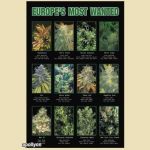Wiet Poster Most Wanted