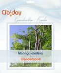 Wonderboom Zaden