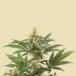 Tropicana Weddingcake (Autoflower)