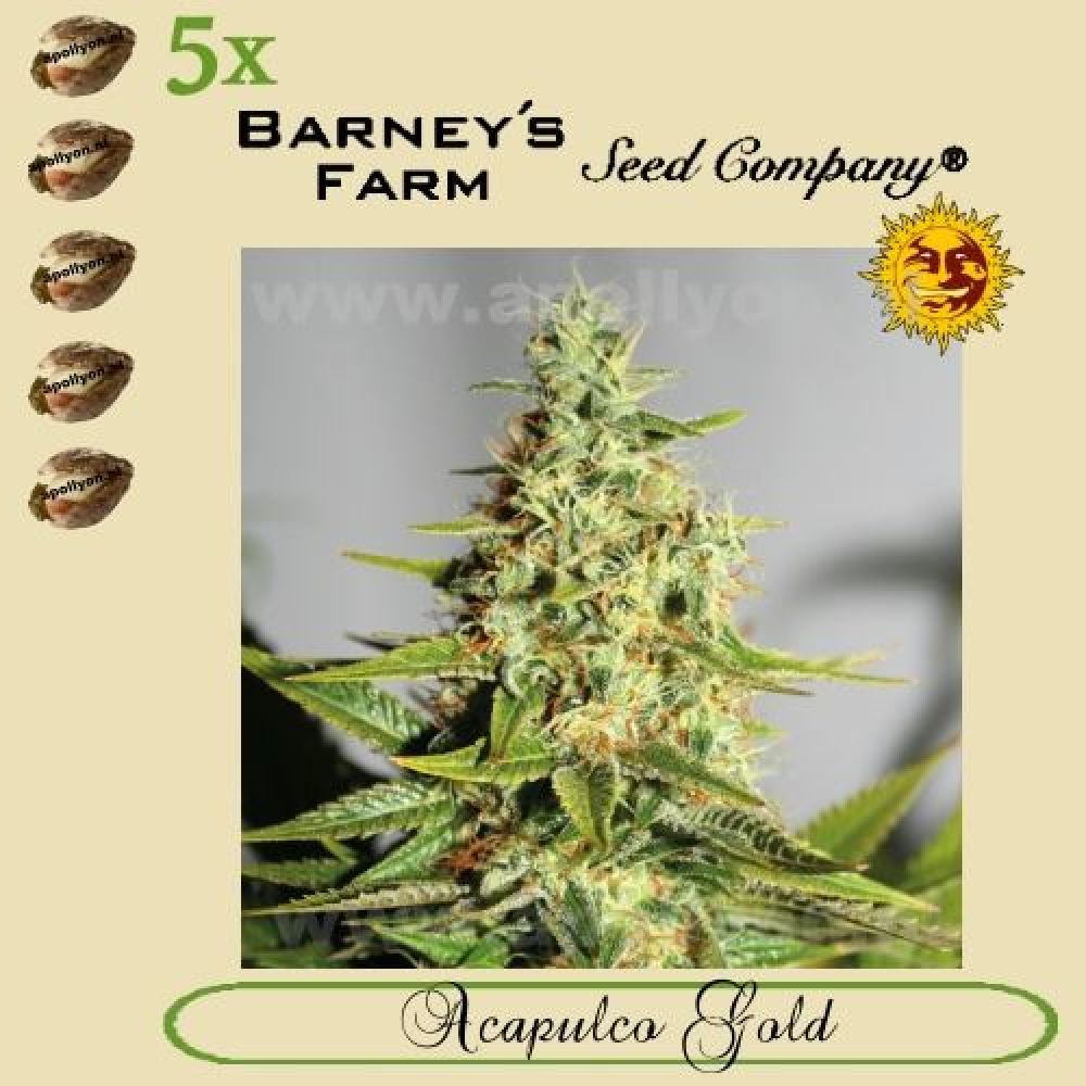 Acapulco Gold 5x