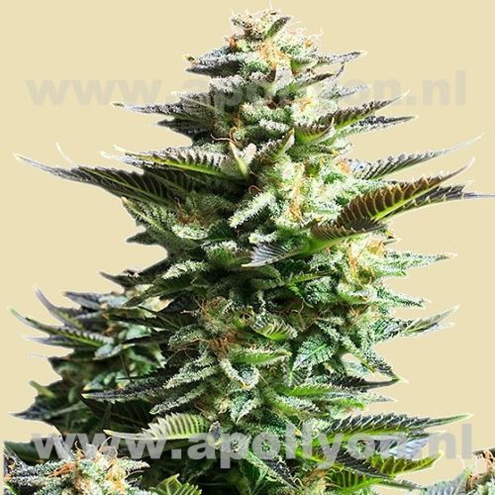 Amnesia Haze