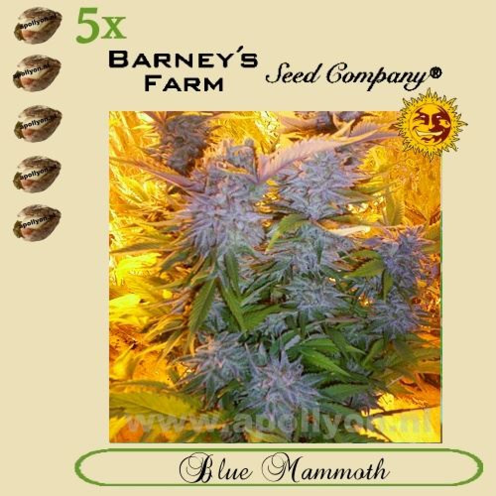 (Auto) Blue Mammoth 5x