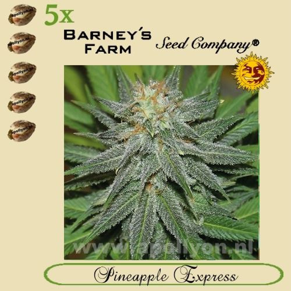 (Auto) Pineapple Express 5x
