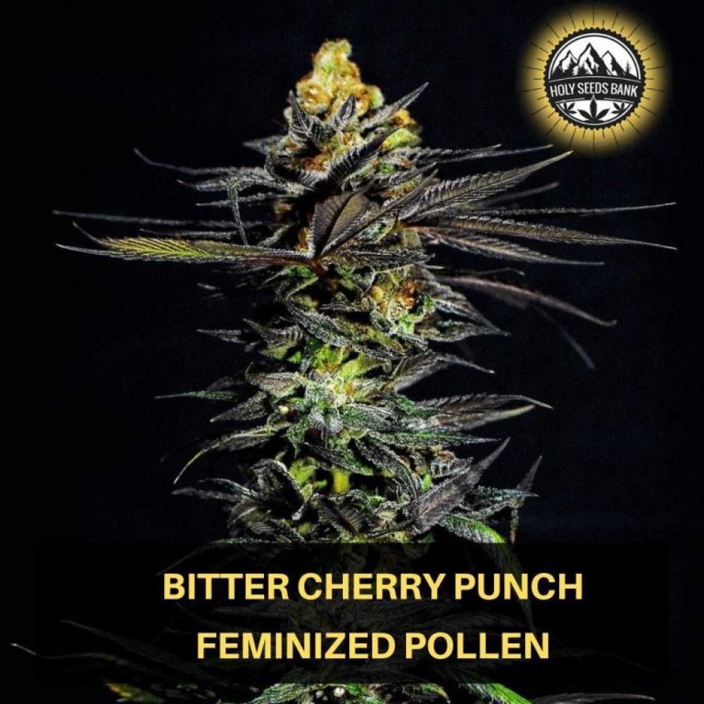 Bitter Cherry Punch gefeminiseerde wietpollen bij Apollyon. Feminized cannabis pollen 
