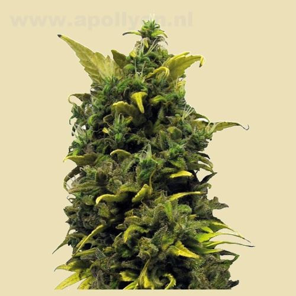 Blue Cheese 5x