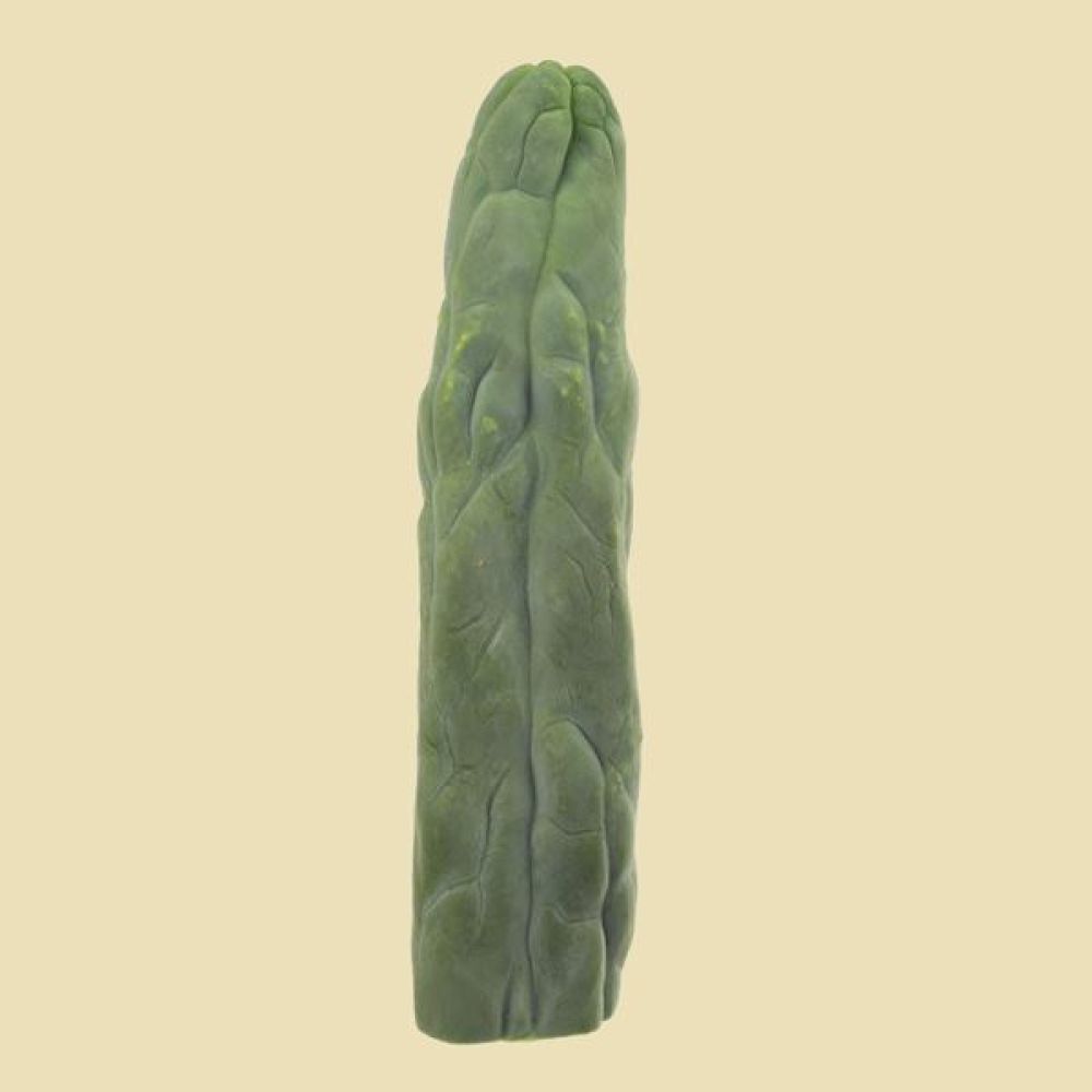 Cactus San Pedro Monstrosus Cutting