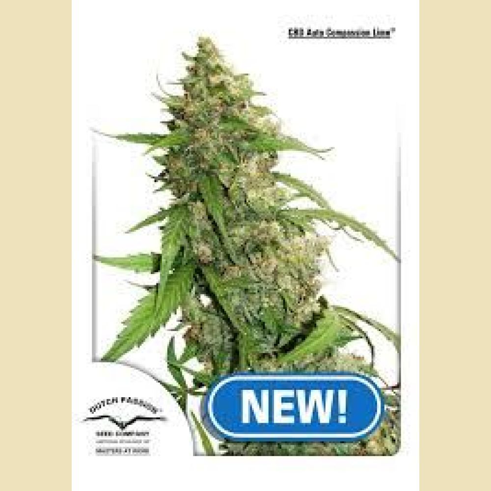 CBD Auto Compassion Lime